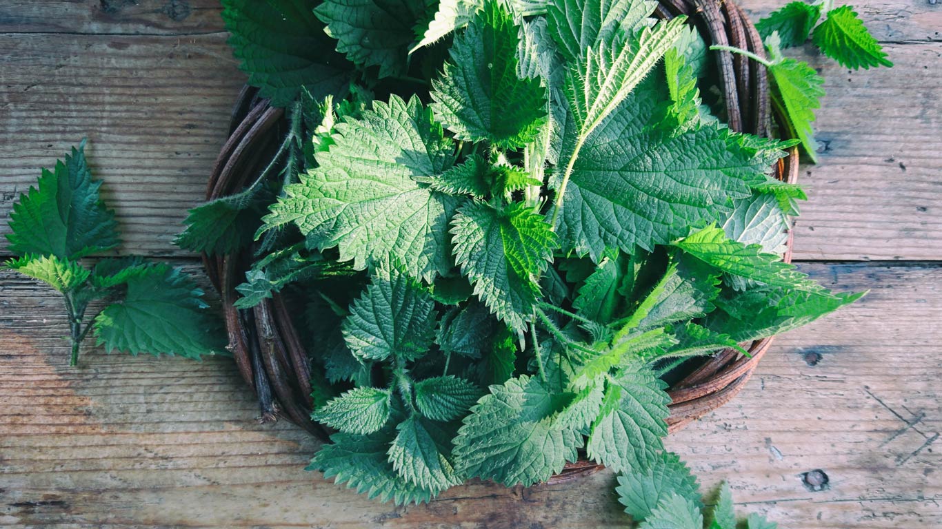 Brennnessel: regionales Superfood Brennnessel: regionales Superfood