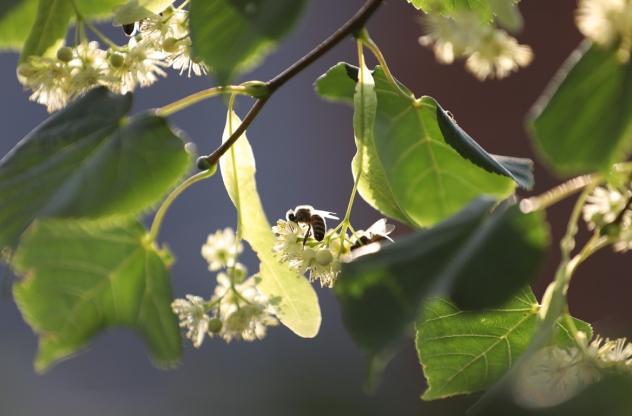 Storl Heiliger Baum Linde