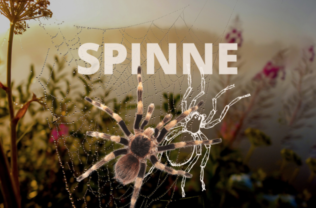 Krafttier Spinne Krafttier Spinne: Biild einer Vogelspinne in ihrem Netz vor einem Natur Hintergrund