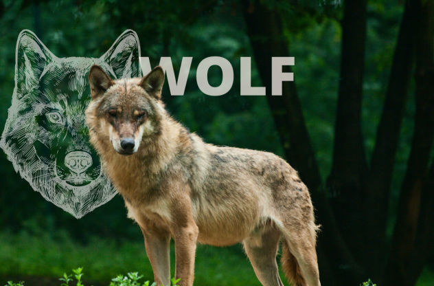 Krafttier Wolf: Bedeutung, Botschaft und Schutzstrategien Teaserbild: Krafttier Wolf: Bedeutung, Botschaft und Schutzstrategien