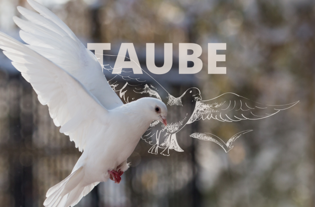 Teaserbild: Krafttier Taube - Bedeutung, Botschaft und Schutzstrategien