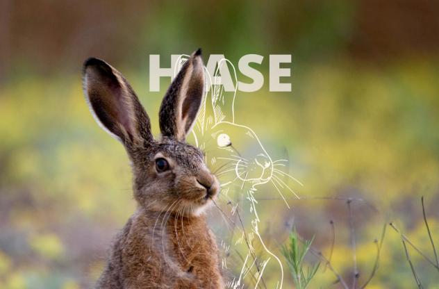 Krafttier Hase sitzt im Feld Krafttier Hase sitzt im Feld
