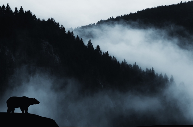 Silhouette eines Bären mit nebligen, waldbedeckten Bergen im Hintergrund.