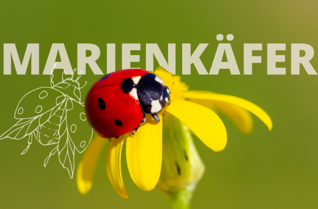 Krafttier Marienkäfer: Bedeutung, Botschaft und Schutzstrategien Ein Marienkäfer sitzt auf einer gelben Blüte.