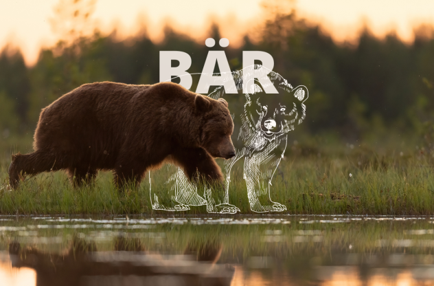 Krafttier Bär: Bedeutung, Botschaft und Schutzstrategien Ein Braunbär läuft am Wasser entlang. Hinter ihm sieht man eine Skizzierung eines Bären.