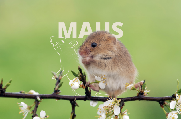 Eine Maus sitzt auf einem Zweig. Neben ihr sieht man die Skizzierung einer Maus.