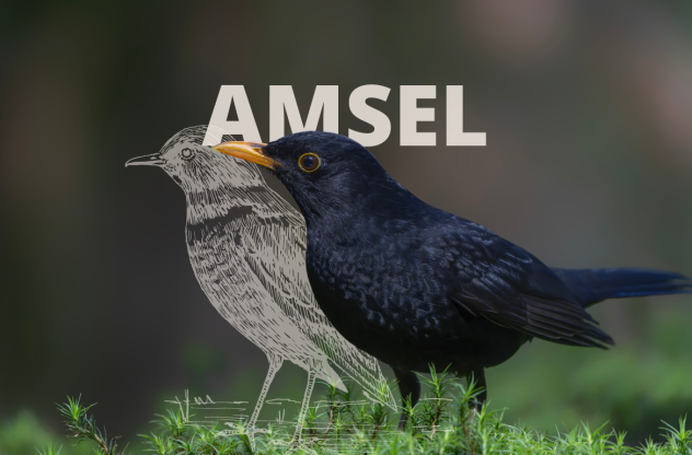 Foto einer Amsel auf einem Ast. Einer skizzierten Darstellung der Amsel steht daneben | Krafttier Amsel