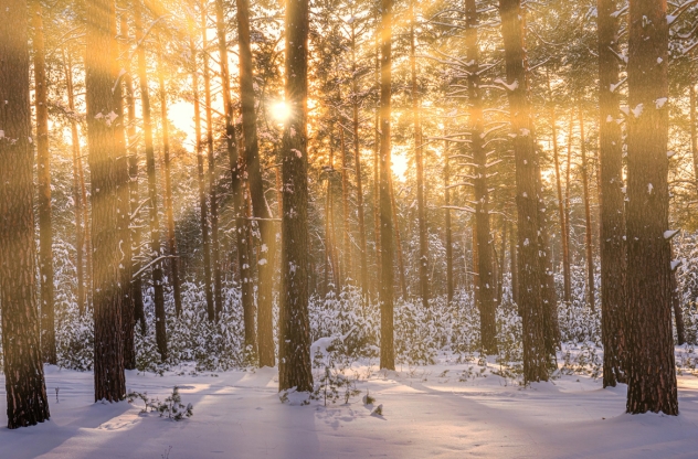Sonnenstrahlen durchdringen einen schneebedeckten Kiefernwald. | Wintersonnenwende