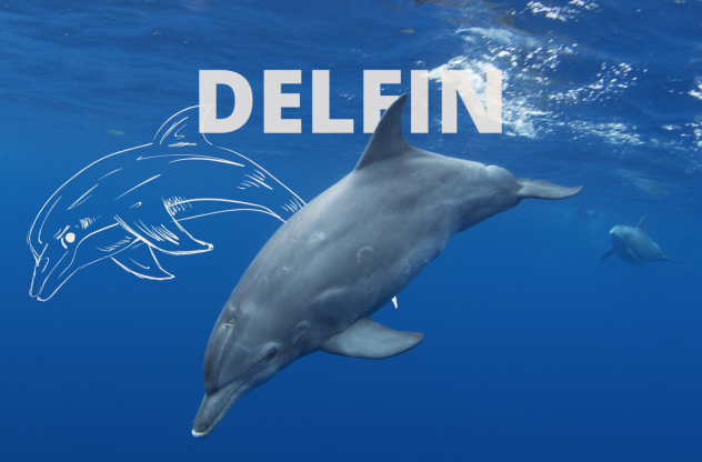 Foto eines Delfins im Wasser | Krafttier Delfin