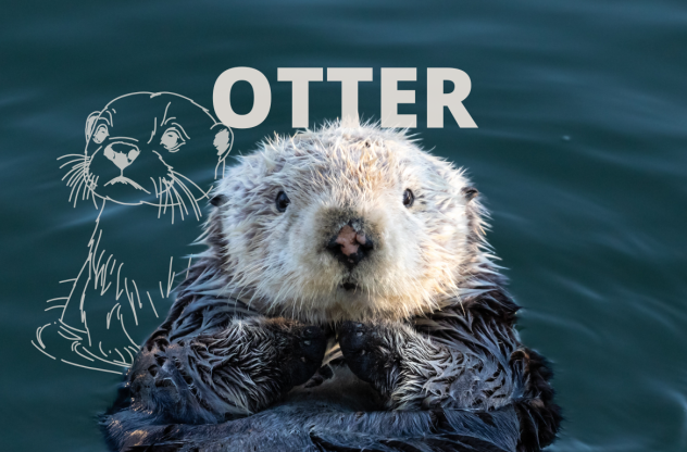 Krafttier Otter Ein Otter der auf dem RĂŒcken im Wasser treibt