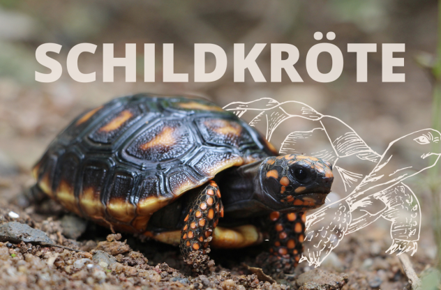 Krafttier Schildkröte: Bedeutung, Botschaft und Schutzstrategien Eine Schildkröte mit dunklem Panzer sitzt auf erdigen Boden | Krafttier Schildkröte