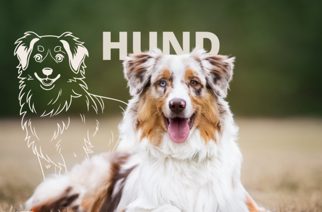 Krafttier Hund: Ein fröhlicher Australian Shepherd liegt auf einer Wiese.