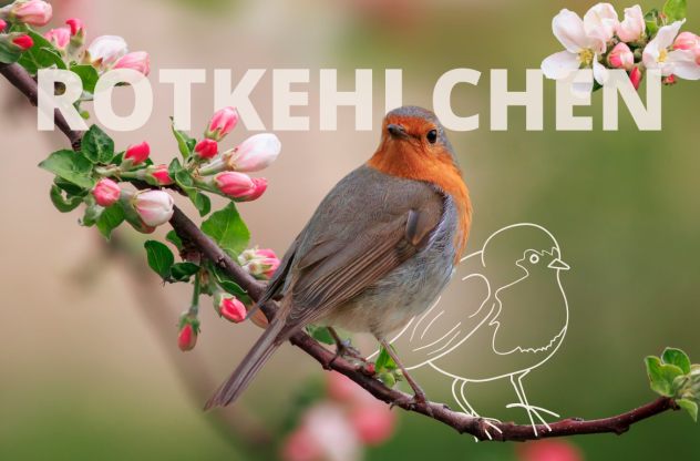 Ein Rotkehlchen sitzt auf einem blühenden Zweig, mit einer gezeichneten Vogelkontur im Hintergrund. | Krafttier Rotkehlchen