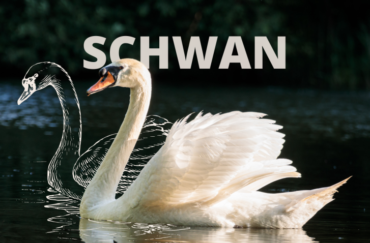 Krafttier Schwan: Ein Schwan gleitet anmutig über dunkles Wasser, darüber steht „Schwan“ mit einer gezeichneten Kontur im Hintergrund.