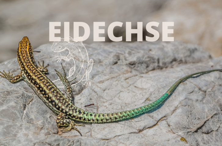 Krafttier Eidechse: Eine bunt schimmernde Eidechse sitzt auf einem Felsen.