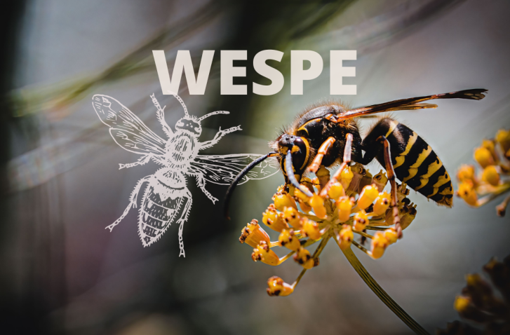 Wespe sitzt auf einer gelben Blüte | Krafttier Wespe