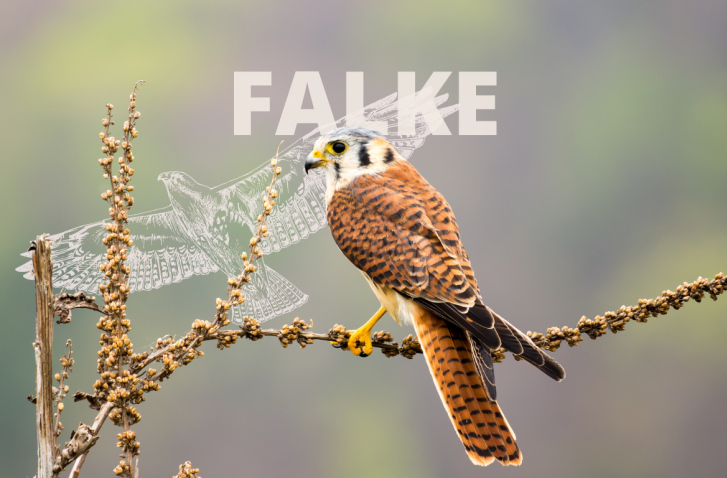 Amerikanischer Turmfalke auf einem Ast, überlagert mit dem Wort "Falke".