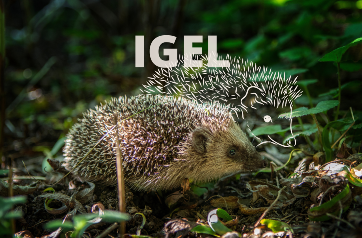 Igel im Wald