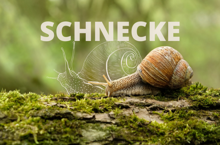 Krafttier Schnecke Header