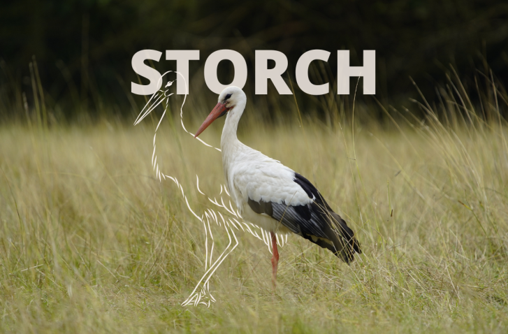 Storch auf einer Wiese mit weißer Storch Zeichnung