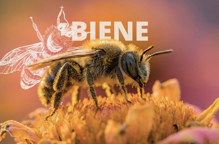 Biene auf einer Blüte mit weißer Zeichnung einer Biene im Hintergrund