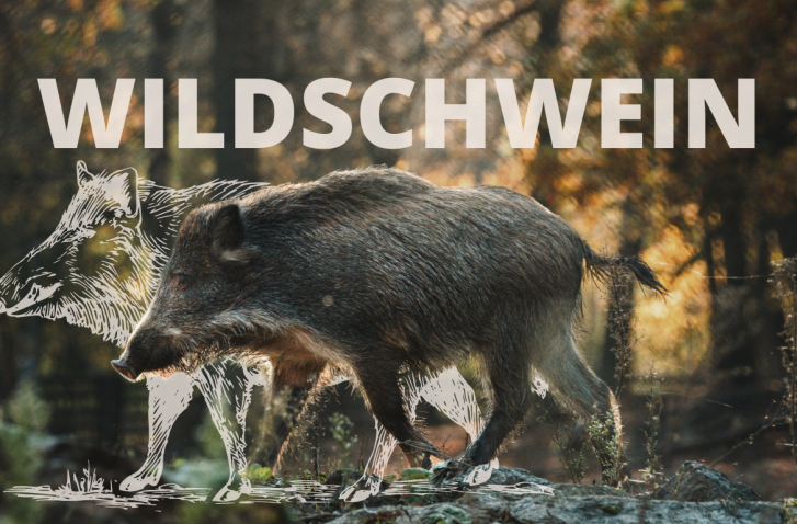 Fotorealistisches Bild eines Wildschweins mit feiner weißer Linienzeichnung eines Wildschweins inklusive Schriftzug