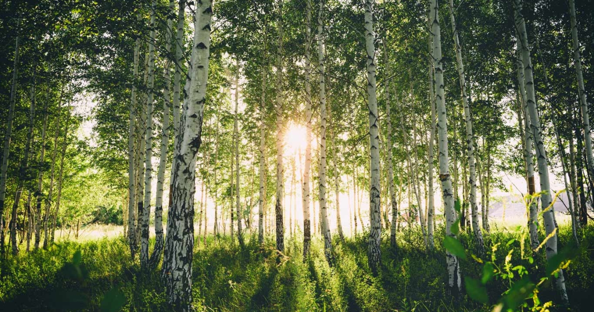 Die Birke Baum des lichtvollen Anfangs