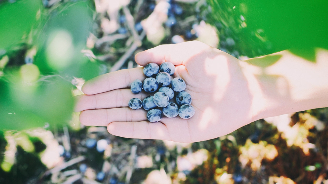 Markus Strauß Heidelbeere Hand mit Superfood Heidelbeere