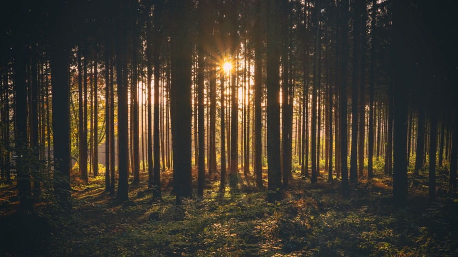 Waldbaden Eine Wohltat Fur Korper Und Geist