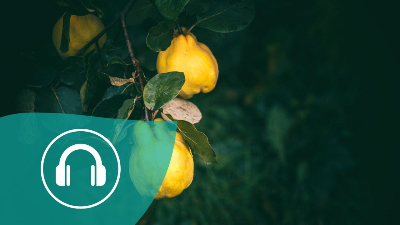 Essbare Wildpflanzen