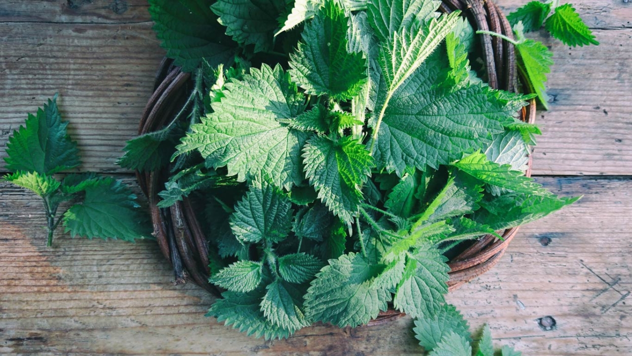 Brennnessel: regionales Superfood Brennnessel: regionales Superfood