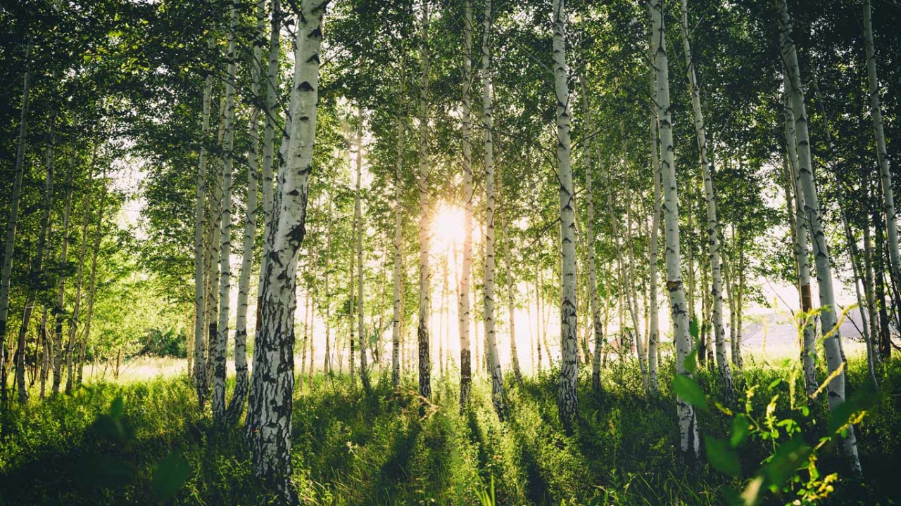 Birke Wolf-Dieter Storl Birke Wolf-Dieter Storl