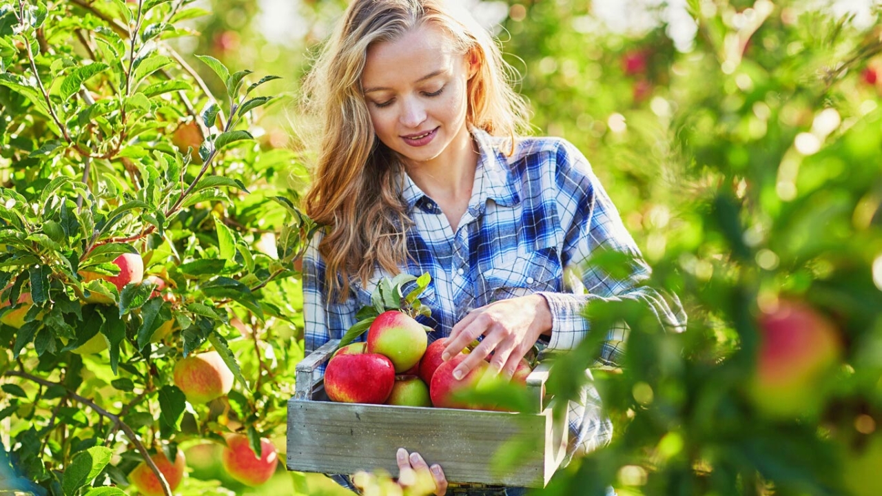 Frau die Äpfel erntet
