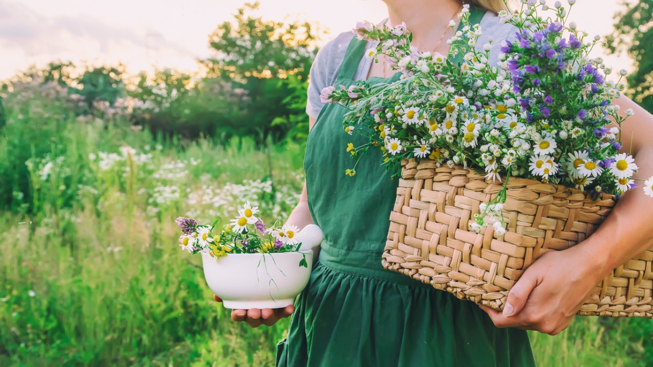 Frau trägt pflanzliche Heilmittel und Kräuter auf Wiese