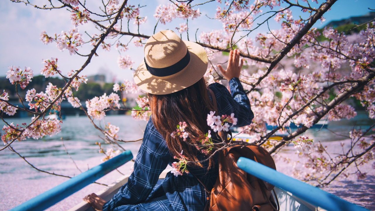 Ikigai Frau in Japan sitzt im Boot unter Kirschbaum Ikigai Frau in Japan sitzt im Boot unter Kirschbaum