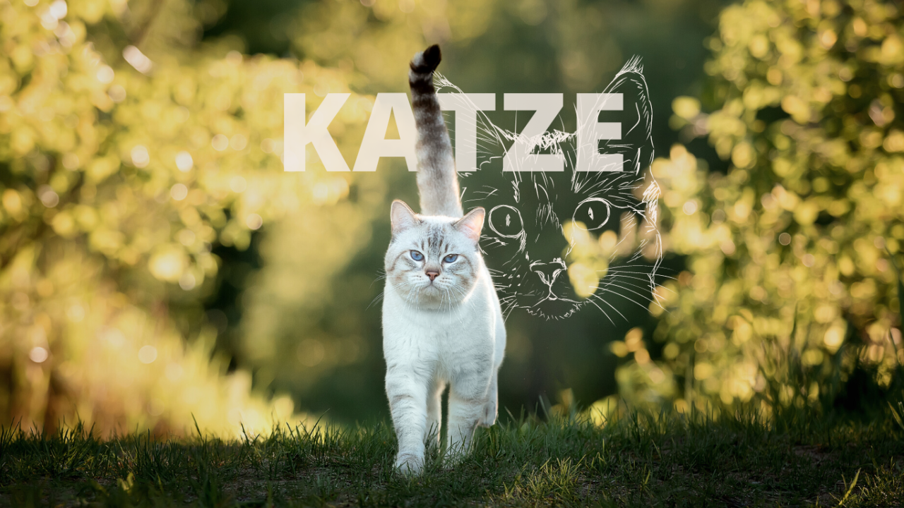 Krafttier Katze: weiße Katze in Natur