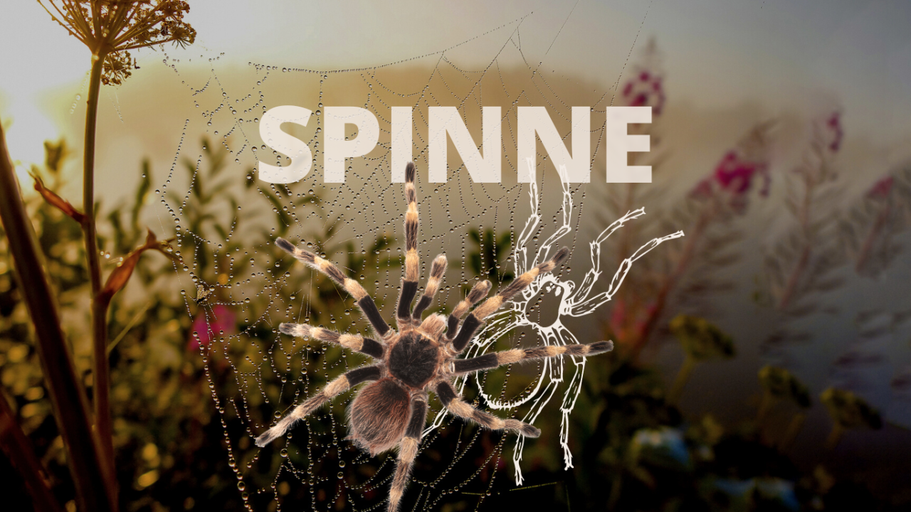 Krafttier Spinne: Biild einer Vogelspinne in ihrem Netz vor einem Natur Hintergrund