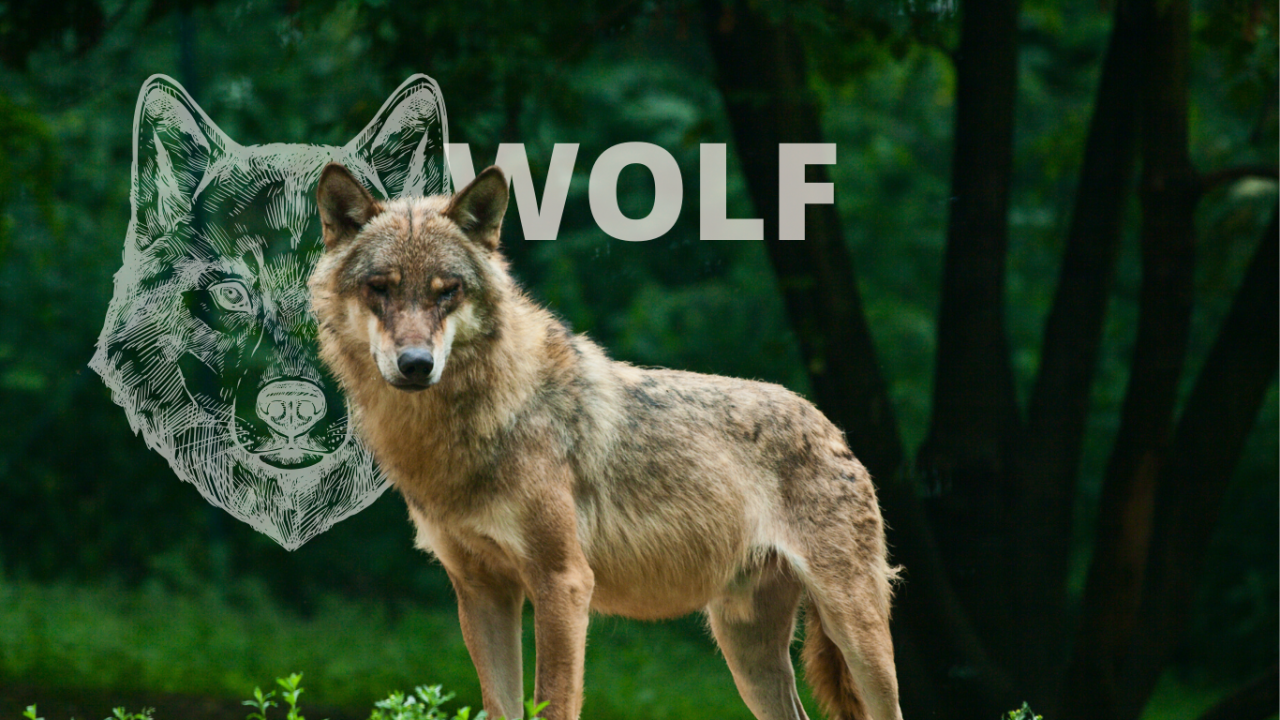 Teaserbild: Krafttier Wolf: Bedeutung, Botschaft und Schutzstrategien