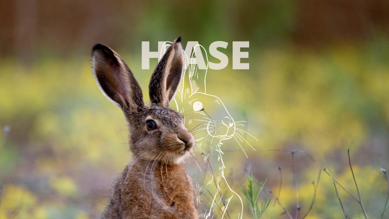 Krafttier Hase sitzt im Feld