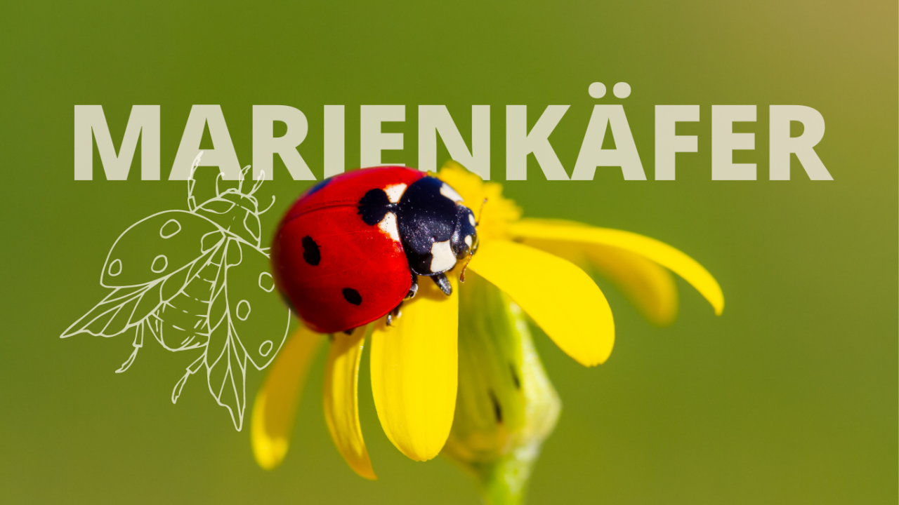 Ein Marienkäfer sitzt auf einer gelben Blüte.
