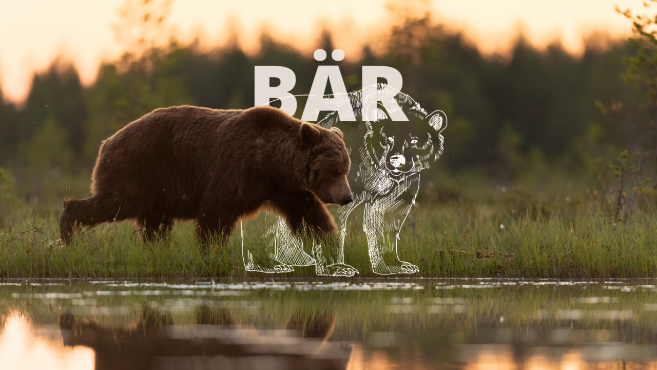 Krafttier Bär: Bedeutung, Botschaft und Schutzstrategien Ein Braunbär läuft am Wasser entlang. Hinter ihm sieht man eine Skizzierung eines Bären.