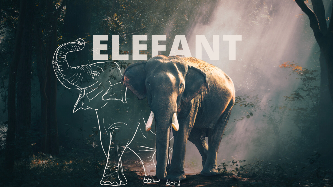 Ein Elefant läuft durch einen dichten Wald. Neben ihm sieht man eine Skizzierung eines Elefanten.