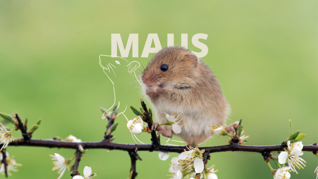 Eine Maus sitzt auf einem Zweig. Neben ihr sieht man die Skizzierung einer Maus.