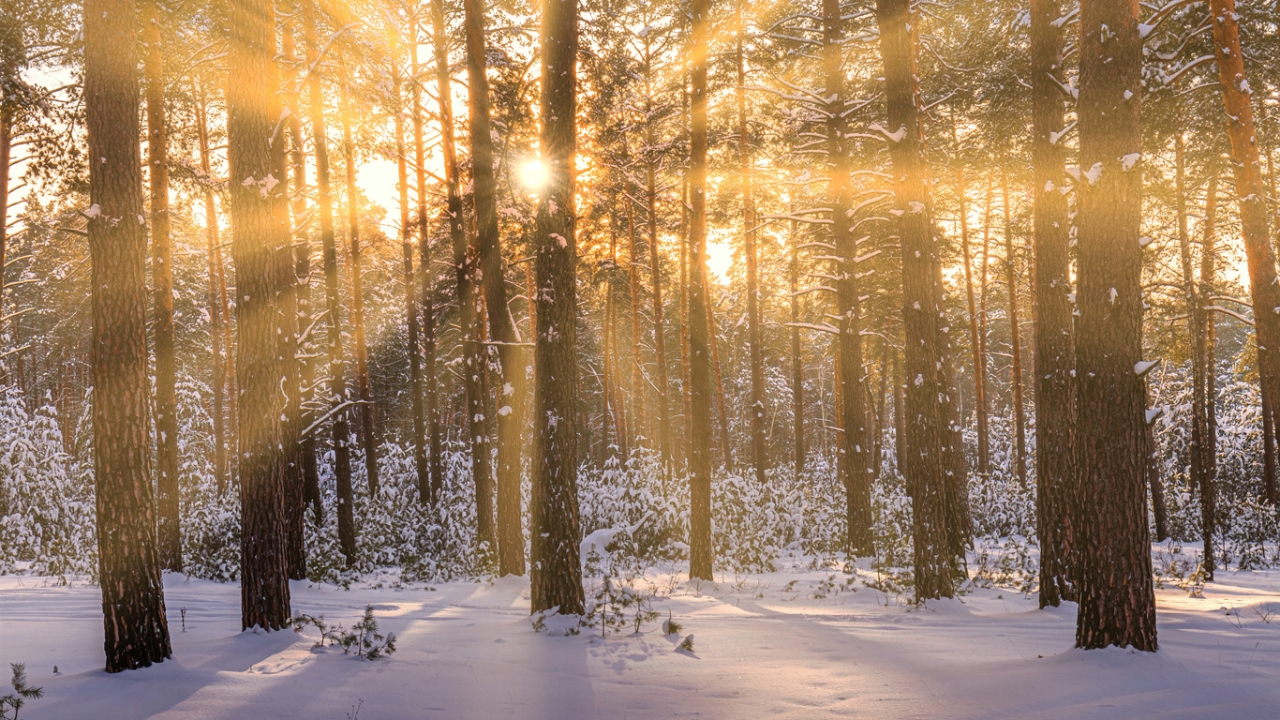 Sonnenstrahlen durchdringen einen schneebedeckten Kiefernwald. | Wintersonnenwende