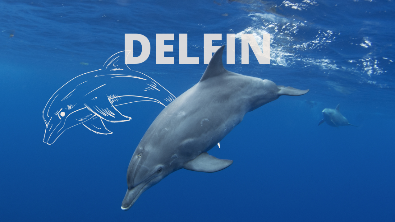Foto eines Delfins im Wasser | Krafttier Delfin