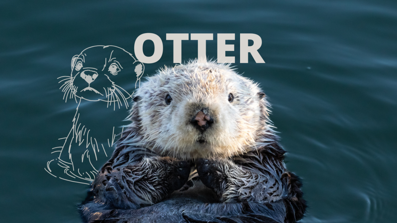 Ein Otter der auf dem Rücken im Wasser treibt