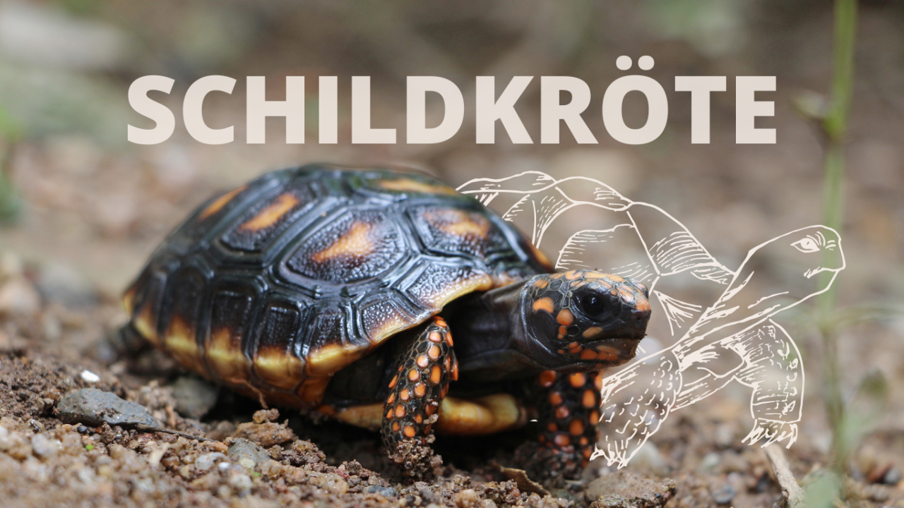 Eine Schildkröte mit dunklem Panzer sitzt auf erdigen Boden | Krafttier Schildkröte