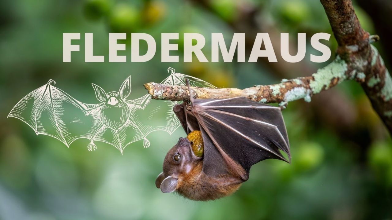 Eine Fledermaus hängt kopfüber an einem Ast und frisst. | Krafttier Fledermaus