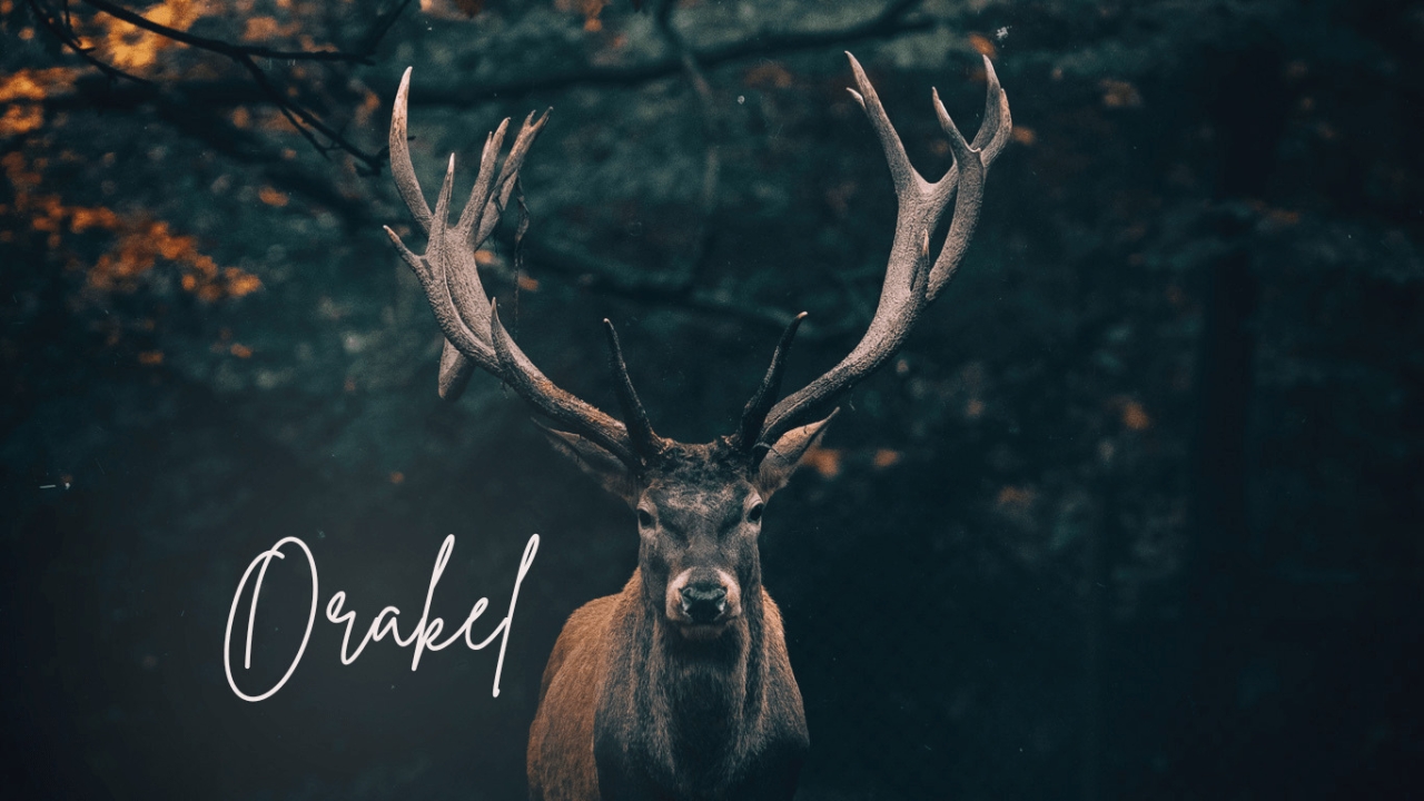 Krafttierkarte ziehen: Ein Hirsch mit eindrucksvollem Geweih steht im dunklen Wald. Daneben steht das Wort „Orakel“.