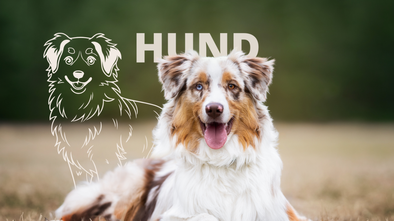 Krafttier Hund Krafttier Hund: Ein fröhlicher Australian Shepherd liegt auf einer Wiese.